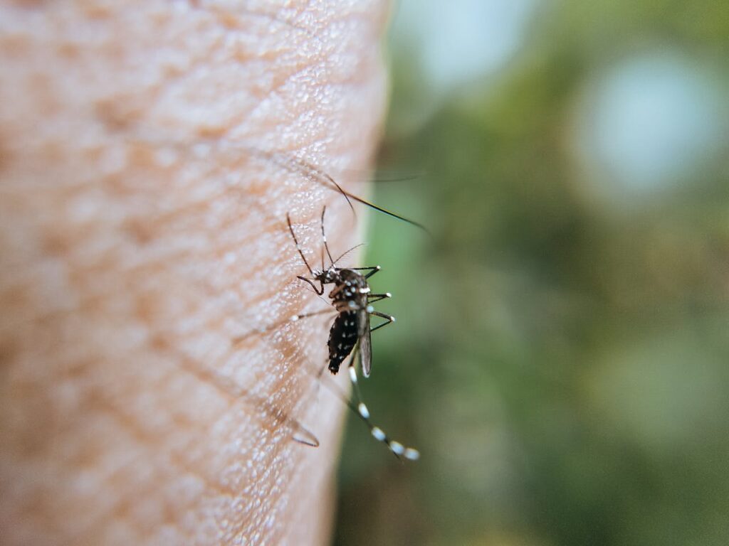 atestado para quem está com dengue